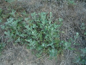 Phacelia ramosissima Plant